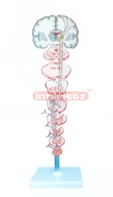 THE PROPRIOCEPTION AND REFINED TACTILE SENSATION PATHWAY  OF TRUNK AND LIMBS